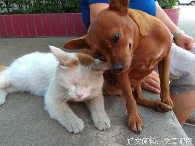  狗和猫