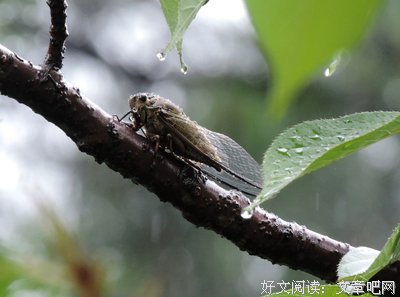 蝉雨湿轻愁