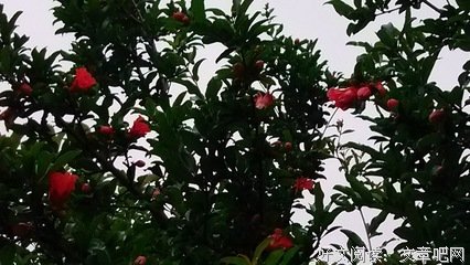 走着走着，花就开了