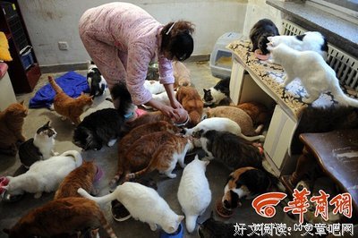  狸狸是只流浪猫