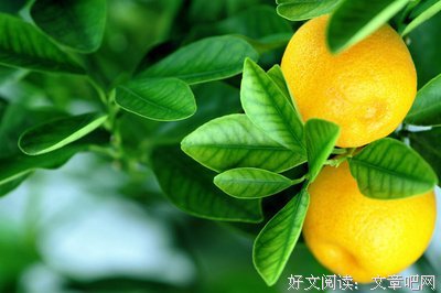 茉莉橘子