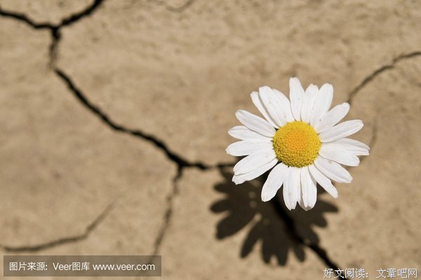 清晨，从一朵花开始