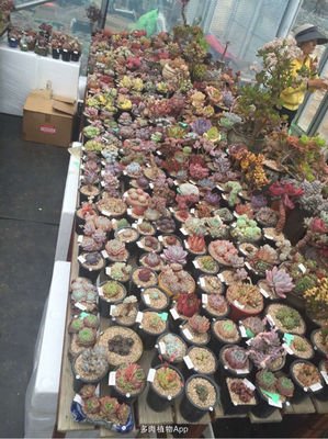 捡漏的虎鲸的悲哀