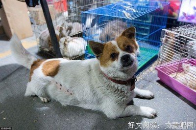 小狗待售