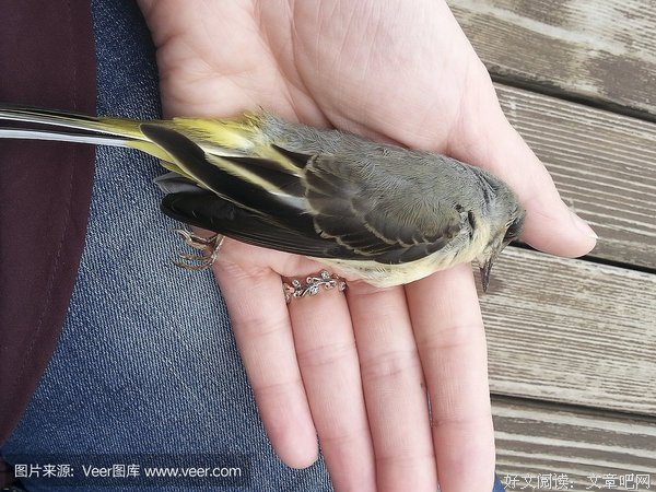 麻雀死后飞到哪儿？