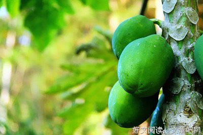 青木瓜之味