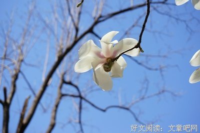玉兰花的记忆