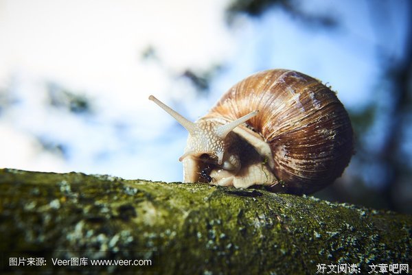 蜗牛的天空
