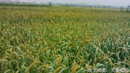 小米