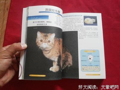  猫鉴