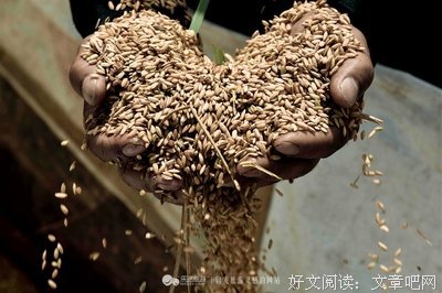  高原看门人