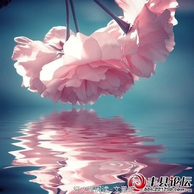 一念花开，一念花落