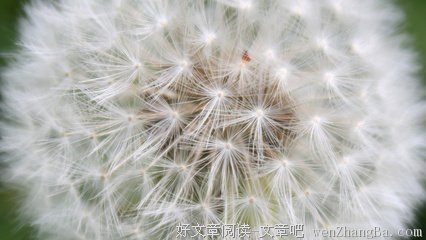 爱随蒲公英飞扬