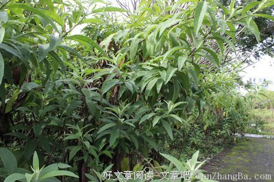 7月14日岭南师范学院“蒲公英”社会实践队新闻稿（3）
