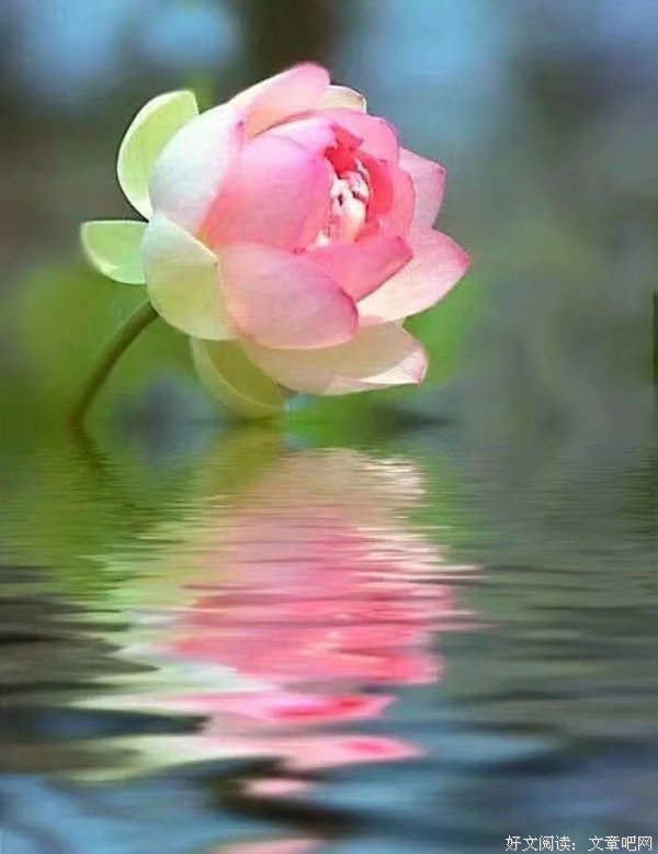 又见莲花开