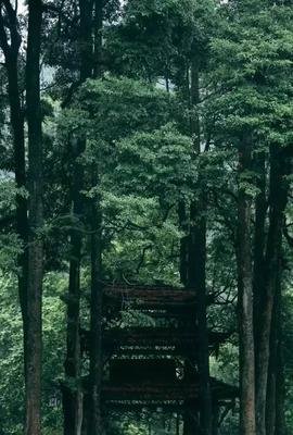  徐志摩：我的深情，你未必懂