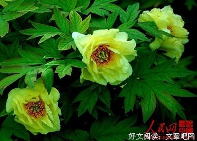  晚牡丹海黄——喧闹后的宁静