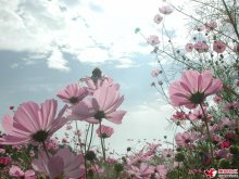  陌上花开缓缓归
