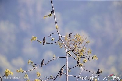 一棵野花