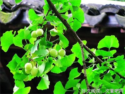 青杏