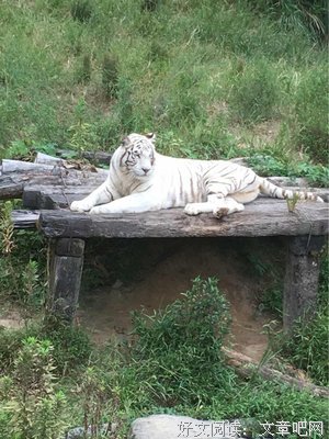 家长是些什么动物
