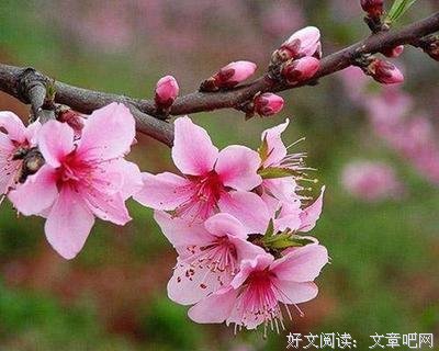 自是桃花情最深