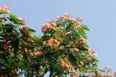 爱情像把扇子