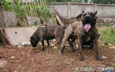 亲爱的悍母