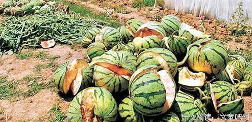 别再瓜地里种豆