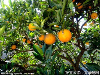一棵橘树
