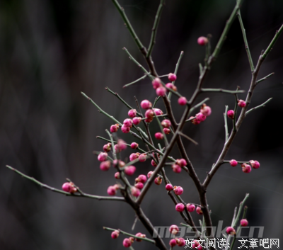 我与梅花有旧盟