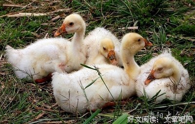 荒野地