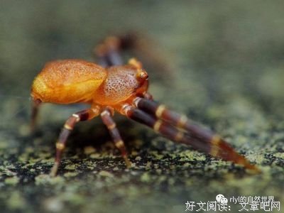 角红蟹蛛与猪笼草