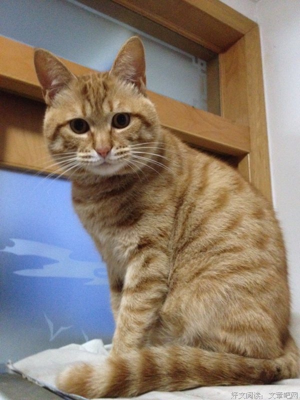 寻猫行动