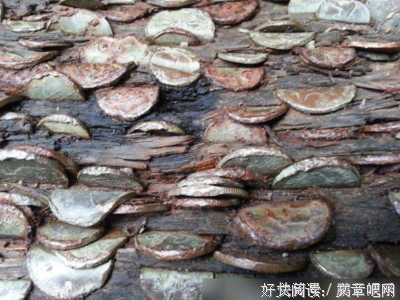 想成为一棵树的男人