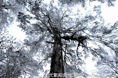 那一抹印记