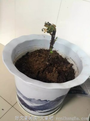 妈妈，我收下玫瑰了