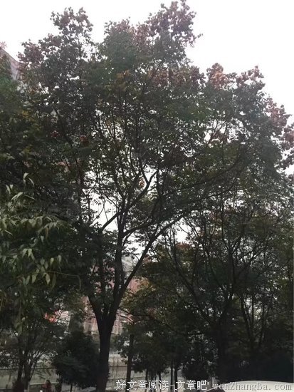 高高的落花