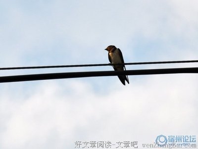 诗歌·紫燕呢喃