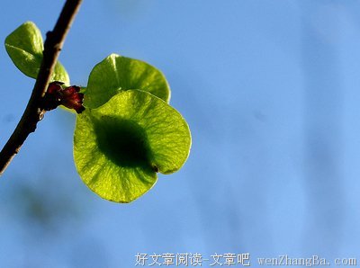 榆钱枕