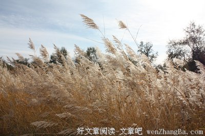 蒹葭苍苍