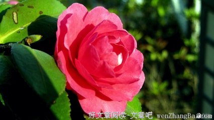 花儿对我笑