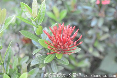 明知是\"梦\"何须醒---致世乔