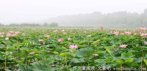 映日荷花别样红