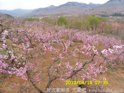 看桃花