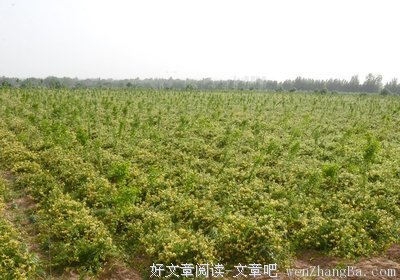禹州中药的发展之道