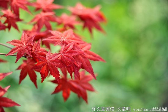 树一样的一生