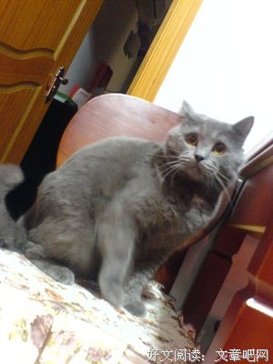 想养只猫