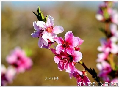 浦江儿女天山情(第八章105)