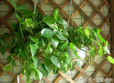 祝永平：植物大作用，家居风水巧搭配